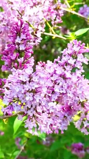 Весенний лиловый куст в цвету крупным планом вертикальное видео — стоковое видео