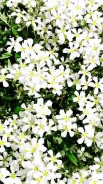 Bahçe çiçekleri rüzgarda sallanıyor. Dikey olarak, üst görünüm