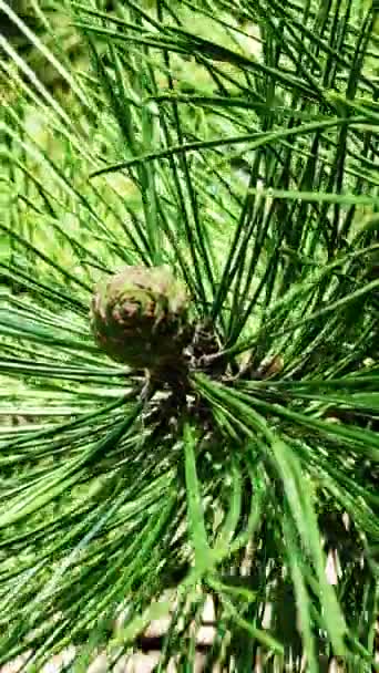 Close-up de um cone de pinheiro jovem entre as agulhas. Vídeo vertical — Vídeo de Stock