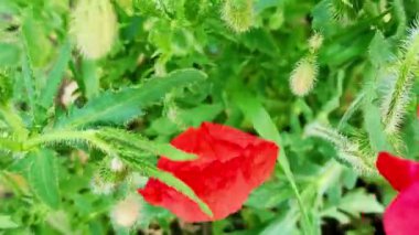 Güçlü rüzgârda genç gelincik çiçeği