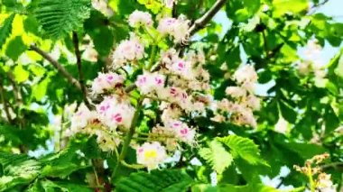 Bahar çiçekleri rüzgarda kestane ağacı.