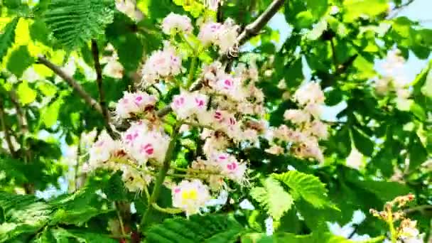 Wiosna kwiaty kasztan drzewo na wietrze. — Wideo stockowe