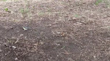 Titmouse ağacın etrafında zıplıyor, kamera onu takip ediyor.