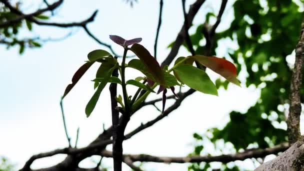 Ořechový strom je nemocný, ale zanechává větve — Stock video