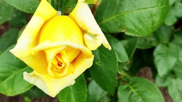 Rosa amarilla en la vista superior del jardín — Vídeos de Stock