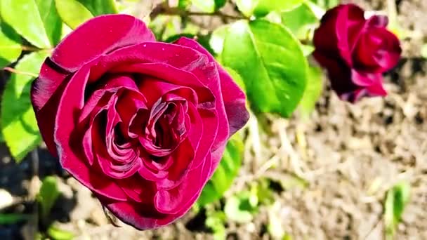 Borgoña rosa flor balanceándose en el viento — Vídeos de Stock