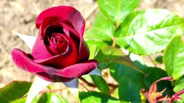 Burgundy gül çalısı üst görünümü