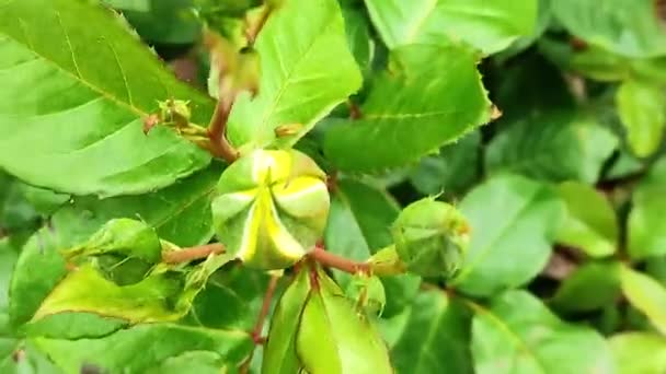 Rosebud is about to bloom in the spring. View from above — Stock Video
