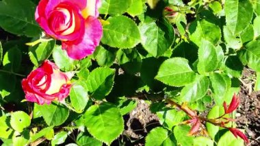 Bahçede çiçekli gül çalısı