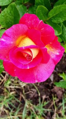 Bahçedeki güzel pembe-sarı güller. Dikey video. Yukarıdan görüntüle