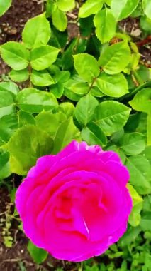 Rüzgarda yağmurdan sonra güzel pembe bir gül. Dikey video. Yukarıdan görüntüle