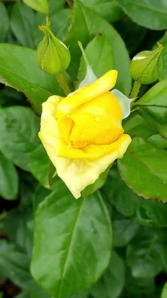 Hermosa rosa amarilla en el jardín. Vídeo vertical. Vista desde arriba — Vídeos de Stock