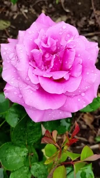 Belle rose rose. Vidéo verticale. — Video