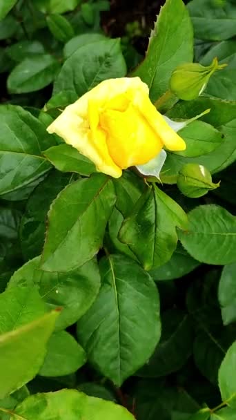 Beautiful yellow rose after rain. Vertical video. View from above — Stock Video