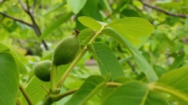 Ceviz yaprakları fındık kabuğunun içine kapanır.