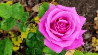 Pembe yağmur üstüne yağmur damlaları halinde yükseldi