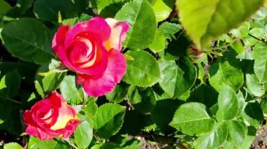 Rose sarı-kırmızıdır. İki çiçek, uzaklara odaklan.