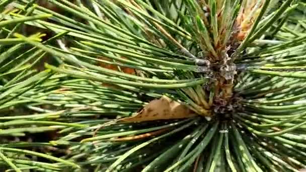 Aiguilles de pin en gros plan, cônes hors foyer — Video