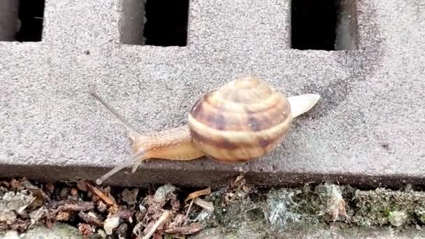 La lumaca sta strisciando lungo una griglia di drenaggio in citta '. La fotocamera trema. — Video Stock