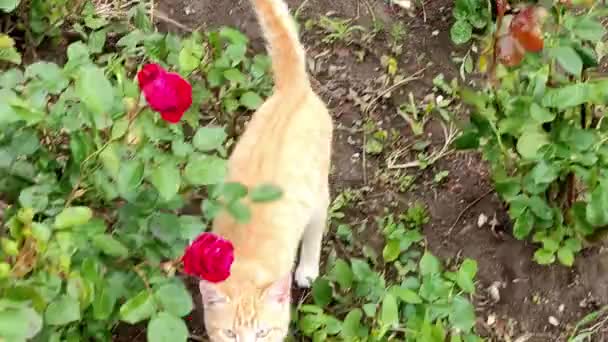 Імбир бездомний кіт біжить за камерою — стокове відео
