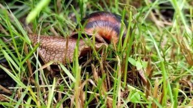 El kamerası çimenlerde sürünen büyük bir salyangoz yakalar.