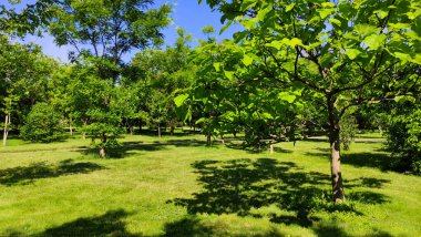 Güneşli bir sabahta güzel bir park manzarası