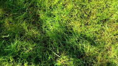 Parktaki taze çimlerin üzerindeki ağaçların gölgesi
