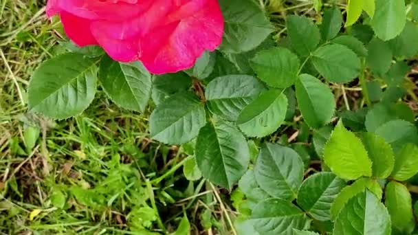 Pohled shora na růžovou květinu houpající se ve větru — Stock video