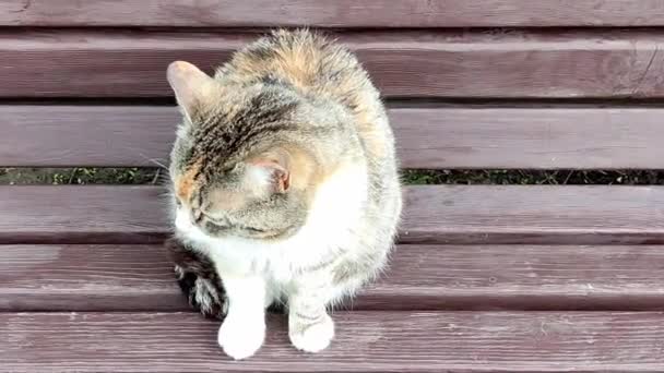Бездомна кішка сидить в парку на лавці, дивиться навколо і на камеру — стокове відео