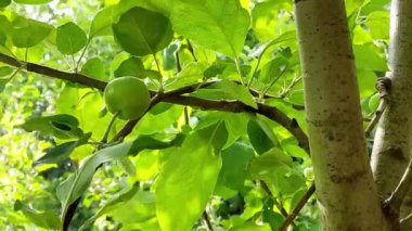Summer evening wild apple tree with ripening fruits