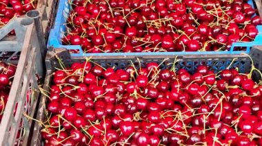 Seller at an agricultural fair pours cherries on a buyer
