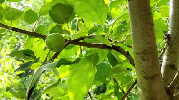 Summer evening wild apple tree with ripening fruits — Stok video
