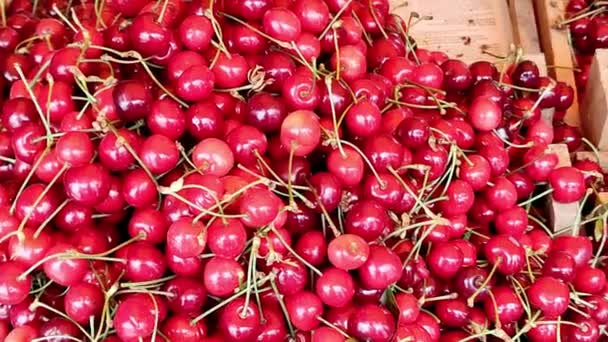 At an agricultural fair, cherries in wooden boxes — Vídeos de Stock