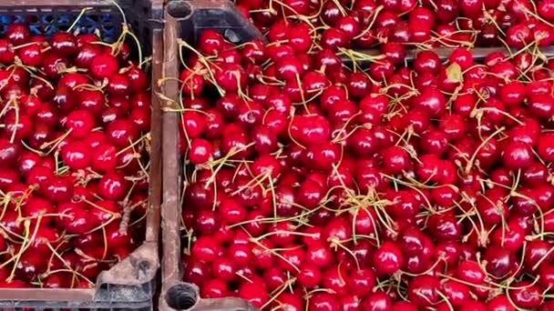 On market, cherries in plastic boxes. Camera moves along. — стоковое видео