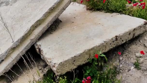 Life breaks poppies flowers in a ruined house in the trash — стоковое видео