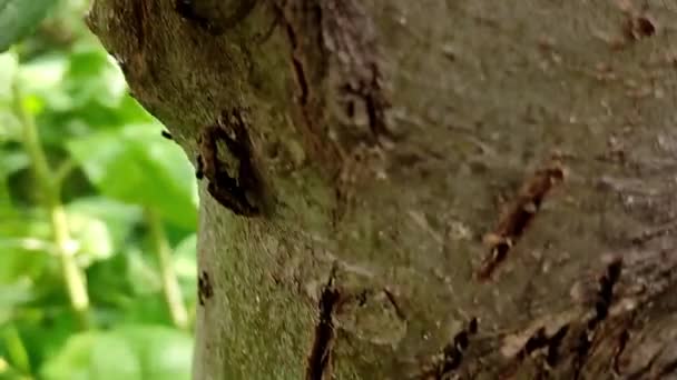 There are many snails sleeping on the tree. The camera moves along the barrel losing focus — Stock video