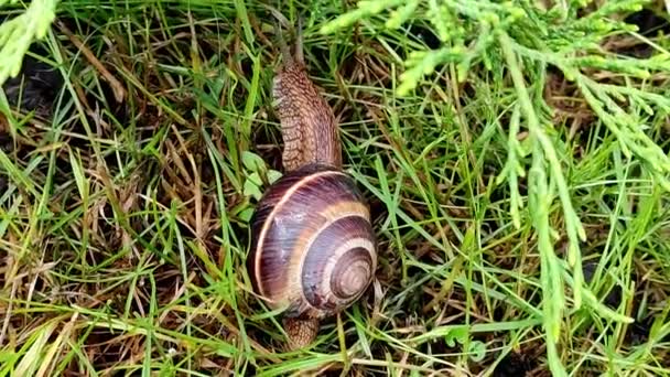 Snail crawls on the grass crawls out of the shell — Vídeo de stock
