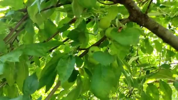 Wild apple tree the camera moves along the leaves and the sun sometimes hits the lens — стоковое видео