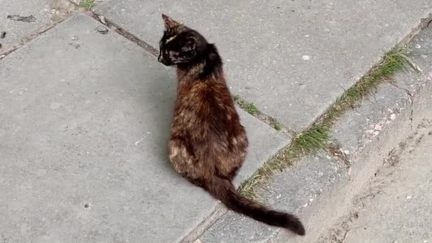 Stray gato caminha em concreto e miudezas — Vídeo de Stock