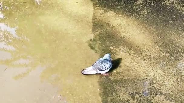 Arrepios de pomba em uma poça em calor extremo — Vídeo de Stock