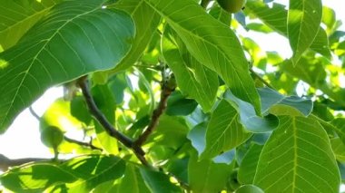 Güneşli bir günde bir dalda ceviz meyvesi