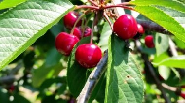 Şarkı söyleyen kiraz dalları rüzgarda sallanıyor