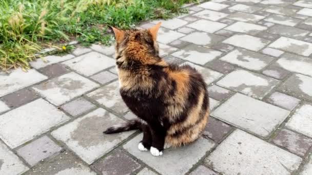 Gato de gengibre preto senta-se na calçada e vira a cabeça — Vídeo de Stock