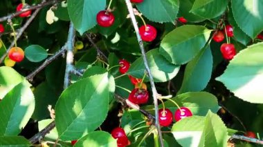 Güneşli bir günde olgunlaşmamış kiraz. Kamera ağaç boyunca yürür