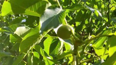 Güneşli bir günde ceviz dalları. Kamera ağaç boyunca yürür