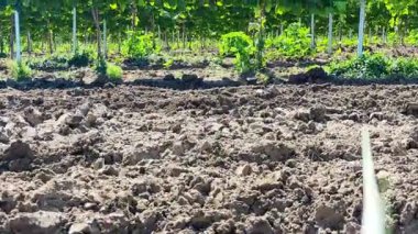 Güneşli bir günde üzüm bağı. Kamera çimlerden yükseliyor.