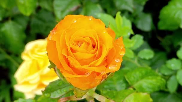 Top view of orange rose after rain — Stock Video