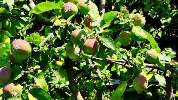 Äppelträd är beströdda med frukt en solig dag — Stockvideo