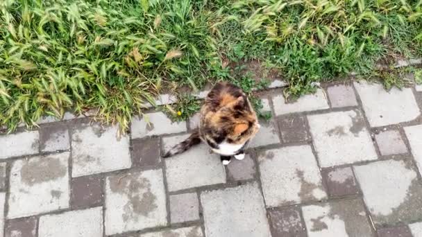 Чорно-червоний кіт бездомний хоче їсти — стокове відео