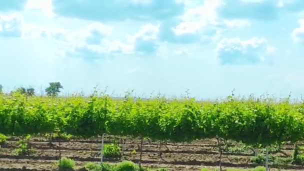 Vigneto in una giornata di sole dal finestrino di una macchina che prende velocità — Video Stock